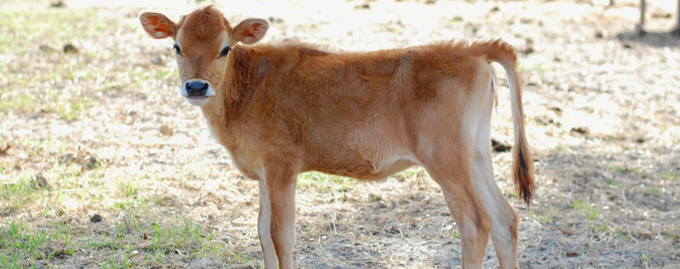 jersey calf pictures
